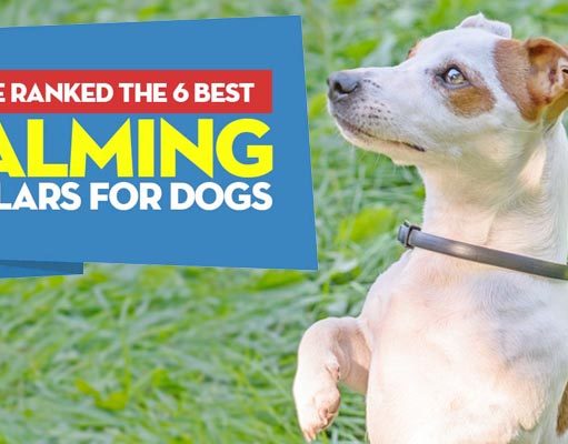 Top 6 Best Calming Collars for Dogs Best Calming Collar for Dogs