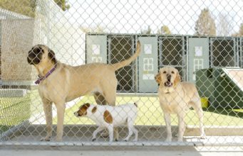 Best Dog Boarding Services: Comparing DogVacay / Rover vs. Care vs. Fetch! vs. Petsitters Best Dog Boarding