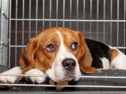 Top 7 Best Dog Crate Pads Best Dog Crate Pads