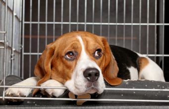 Top 7 Best Dog Crate Pads Best Dog Crate Pads