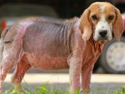 Best Dog Skin Infection Treatment (Top Over-the-Counter Medicine for Dogs) Best Dog Skin Infection Treatment