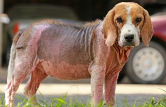 Best Dog Skin Infection Treatment (Top Over-the-Counter Medicine for Dogs) Best Dog Skin Infection Treatment