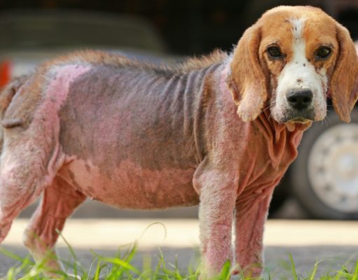 Best Dog Skin Infection Treatment (Top Over-the-Counter Medicine for Dogs) Best Dog Skin Infection Treatment