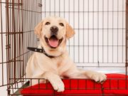 Top 7 Best Insulated Dog Kennel Covers Best Insulated Dog Kennel Cover