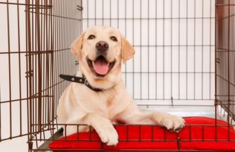 Top 7 Best Insulated Dog Kennel Covers Best Insulated Dog Kennel Cover