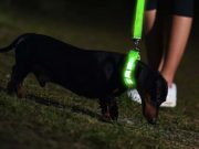 7 Best Light Up Collars for Dogs Best Light Up Collars for Dogs 2020 featured image