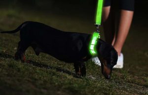 7 Best Light Up Collars for Dogs Best Light Up Collars for Dogs 2020 featured image