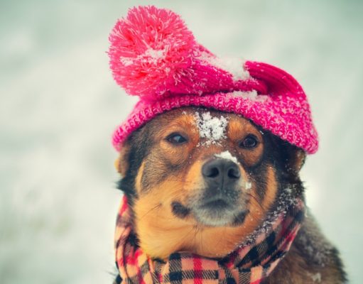 Top 6 Best Winter Hats for Dogs Best Winter Hats for Dogs