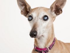 Cataracts in Dogs: 5 Ways to Prevent and Treat Them Cataracts in Dogs