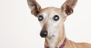 Cataracts in Dogs: 5 Ways to Prevent and Treat Them Cataracts in Dogs