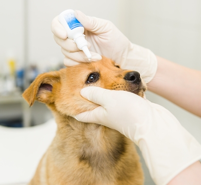 Natural Treatment For Cataracts In Dogs – Top Dog Tips - Natural Treatments For Dog Cataracts Banana