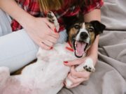 Check Out 2017’s Most Popular Dog Names! Check Out 2017s Most Popular Dog Names