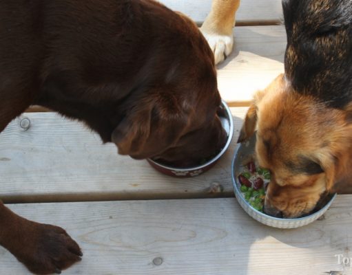 Recipe: Chicken and Greens Skillet Homemade Dog Food Ziwi Peak Air Dried Dog Food