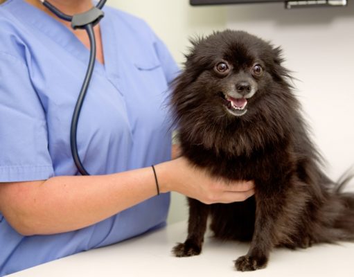 Congestive Heart Failure in Dogs: 10 Things You Should Do Congestive Heart Failure in Dogs