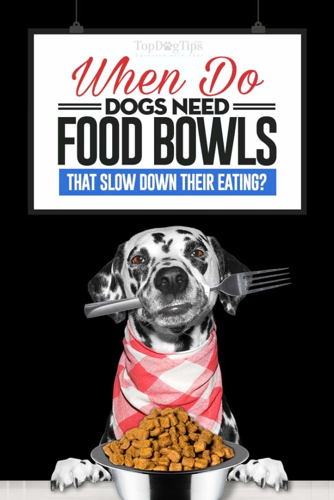 Curated visual reference: Picture Idea: Dog Food Bowls That Slow Down Eating When Do You