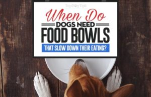 Dog Food Bowls That Slow Down Eating: When Do You Need One? Dog Food Bowls That Slow Down Eating in Dogs