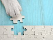 20+ Ways to Mentally Stimulate Your Dog Dog Mental Stimulation - 20 Ways Stimulate and Enrich Your Dog's Brain featured image