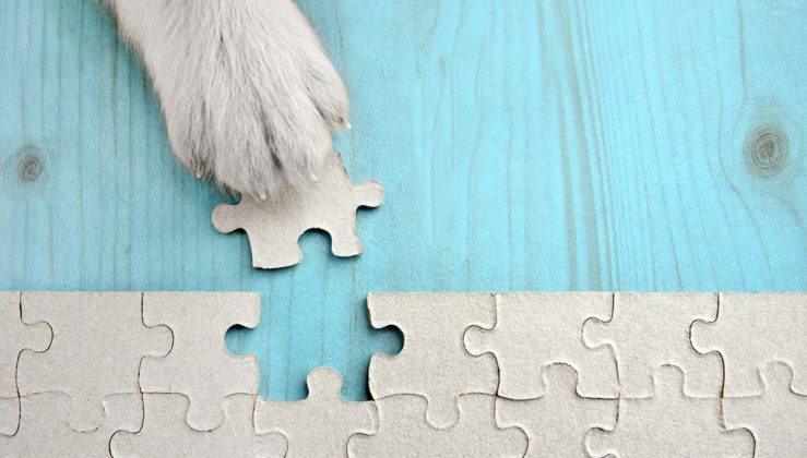 View of Dog Mental Stimulation: 20+ Ways to Enrich Your Dog's Brain