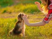 Dog Operant Conditioning: What It Is and How to Use It Dog Operant Conditioning