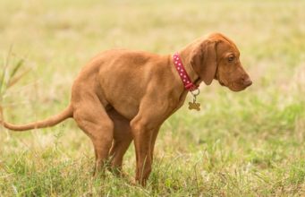 Fecal Test for Dogs: What It Is, Costs, and More Dog Poop Color Chart