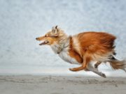 25 Fastest Dog Breeds On the Planet Fastest Dog Breeds featured image
