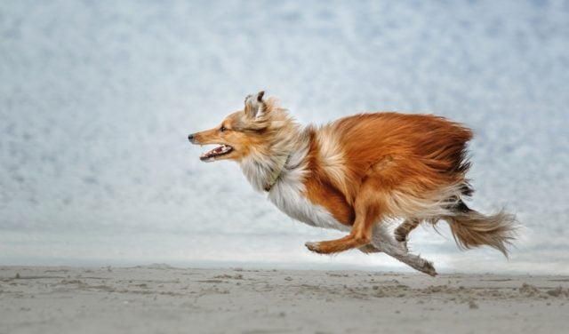 Fastest Dog Breeds featured image