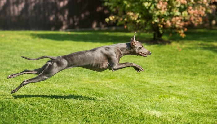 what dog is faster than a greyhound