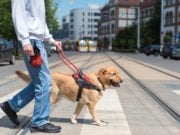 5 Things to Remember Before Getting a Service Dog Getting A Service Dog