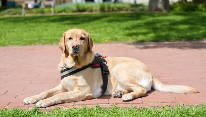 How do i get a service dog for my anxiety These 19 States Are Cracking Down On Fake Service Dogs Pbs Newshour