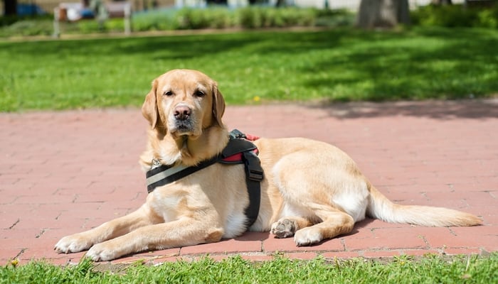 how much does it cost to get a service dog for anxiety