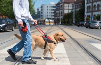 5 Things to Remember Before Getting a Service Dog Getting A Service Dog