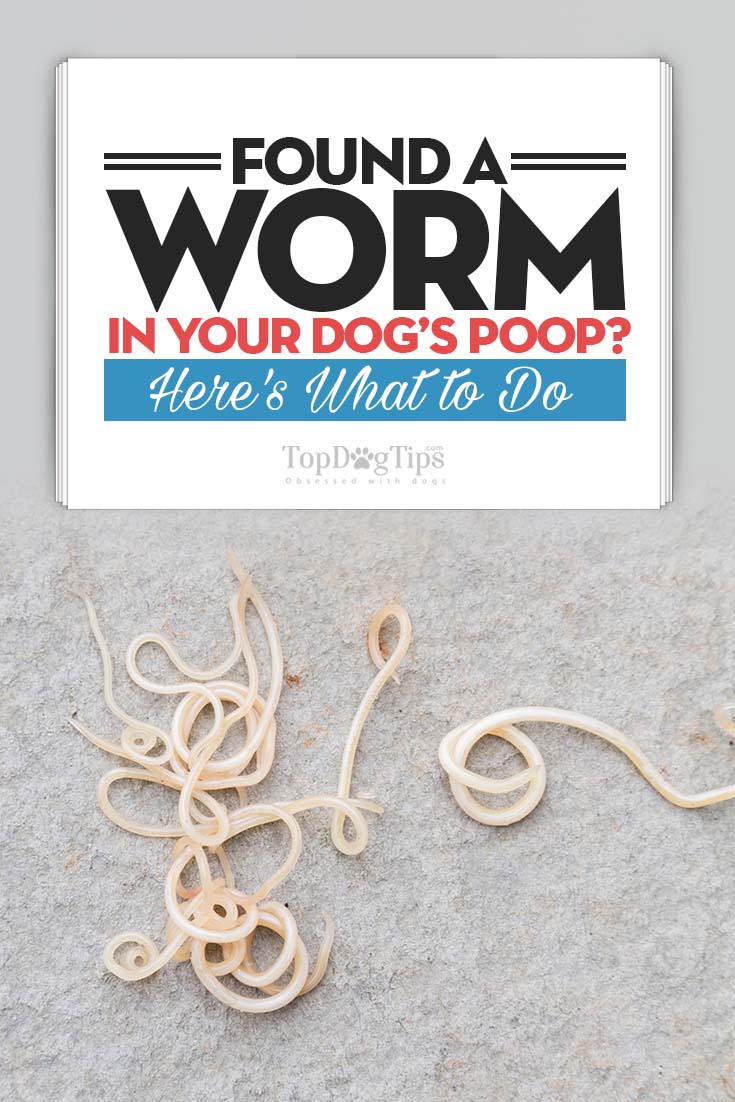Photos Of Worms In Puppies Puppy And Pets