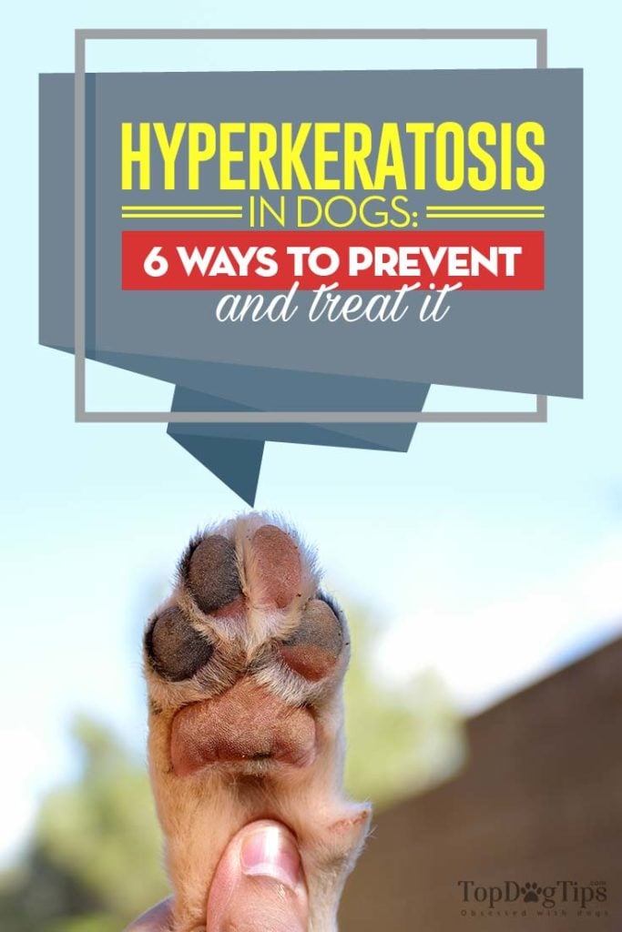 Guide to Hyperkeratosis in Dogs