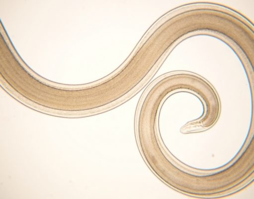 How Do Dogs Get Worms? How Do Dogs Get Worms