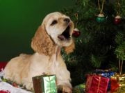 How to Keep Dogs Away from Christmas Trees How to Keep Dog Away from Christmas Tree