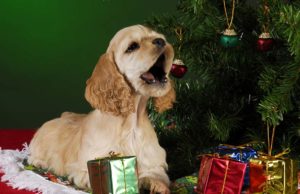 How to Keep Dogs Away from Christmas Trees How to Keep Dog Away from Christmas Tree