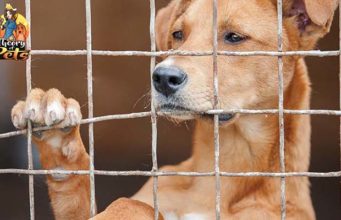 TOP #42: Is a Rescue Dog Right For You? Is a Rescue Dog Right for You