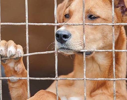 TOP #42: Is a Rescue Dog Right For You? Is a Rescue Dog Right for You
