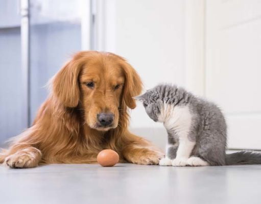 Are Dogs Smarter Than Cats? New Research Points To Yes New Study Says Dogs Are Smarter Than Cats