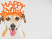 100 New Year’s Resolutions for Dog Owners New Year’s Resolutions Ideas for Dog Owners