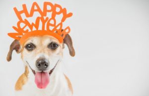 100 New Year’s Resolutions for Dog Owners New Year’s Resolutions Ideas for Dog Owners