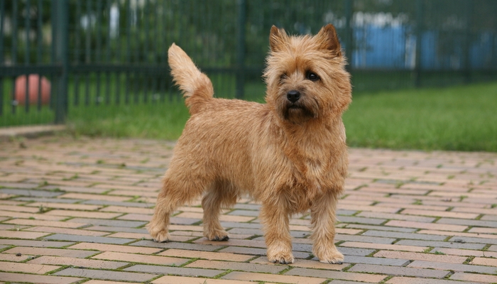 35 Non Shedding Dog Breeds (Dogs That Don't Shed RANKED)