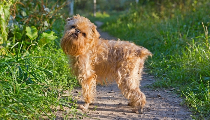 35 Non Shedding Dog Breeds (Dogs That Don't Shed RANKED)