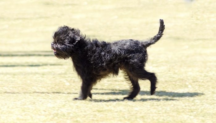 Illustration of Non Shedding Cross Breed Dogs