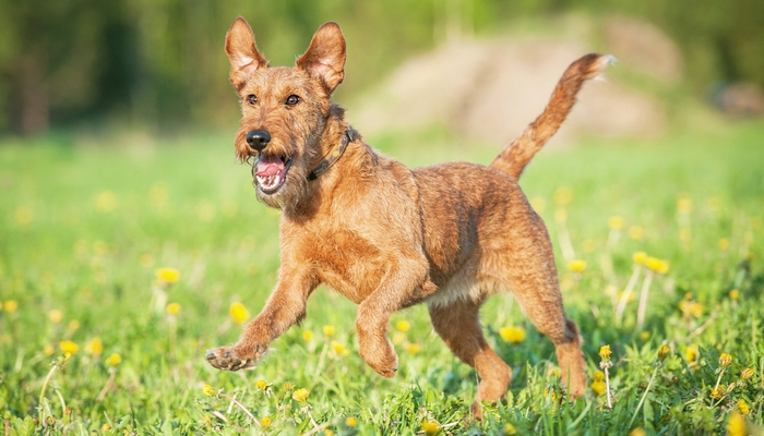 35 Non Shedding Dog Breeds (Dogs That Don't Shed RANKED)