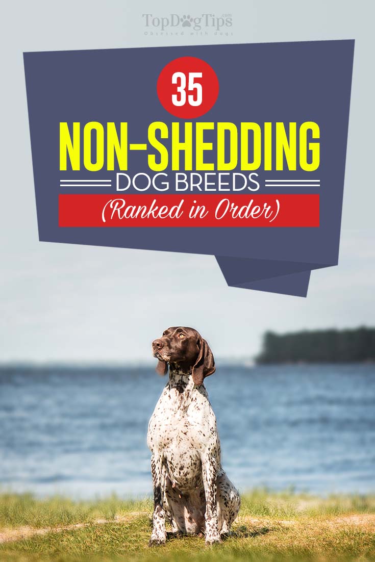 35 Non Shedding Dog Breeds (Dogs That Don't Shed RANKED)