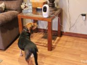 Review: Pawbo Pet Camera and Treat Dispenser Pawbo Pet Camera Review
