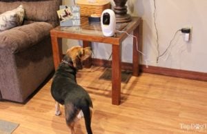 Review: Pawbo Pet Camera and Treat Dispenser Pawbo Pet Camera Review