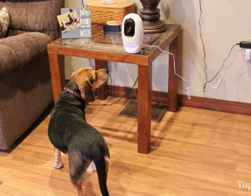Review: Pawbo Pet Camera and Treat Dispenser Pawbo Pet Camera Review