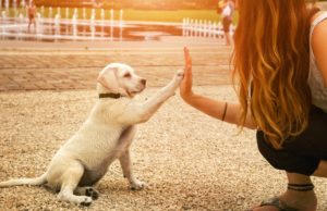 The Puppy Socialization Checklist Puppy Socialization